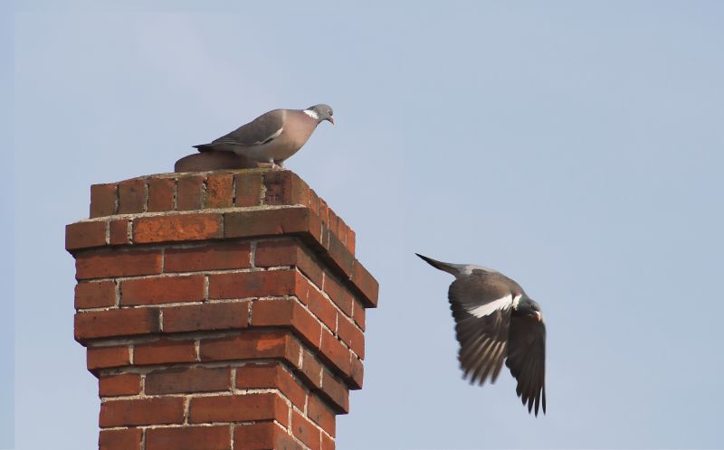 Birds Chimney