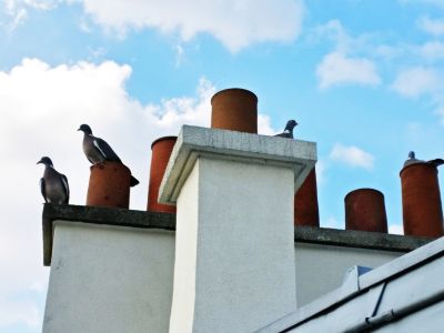 Birds Chimney