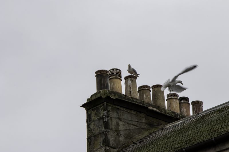 Birds Chimney