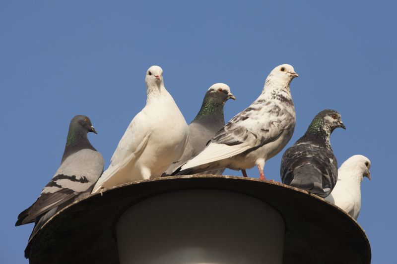 Birds Chimneys in Spring
