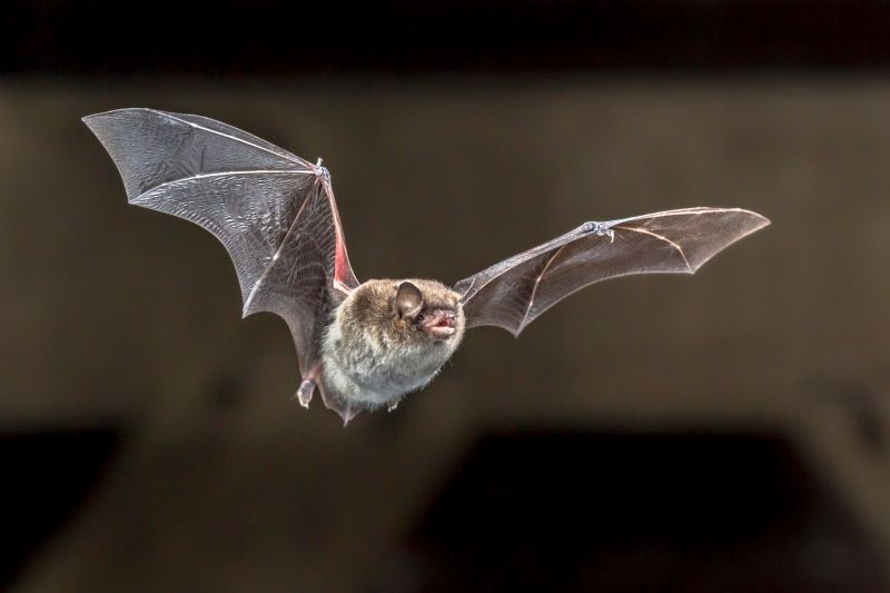 Common Bird And Bat Problems In Warehouses, Factories, And Plants