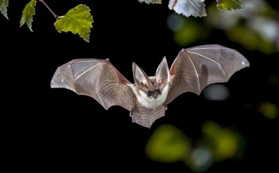 Common Bird And Bat Problems In Warehouses, Factories, And Plants