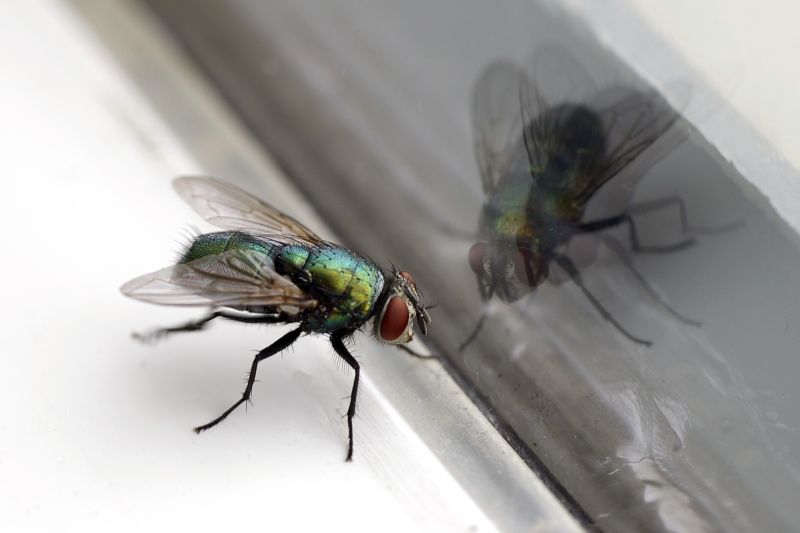Fly Extermination in Rockwall, TX