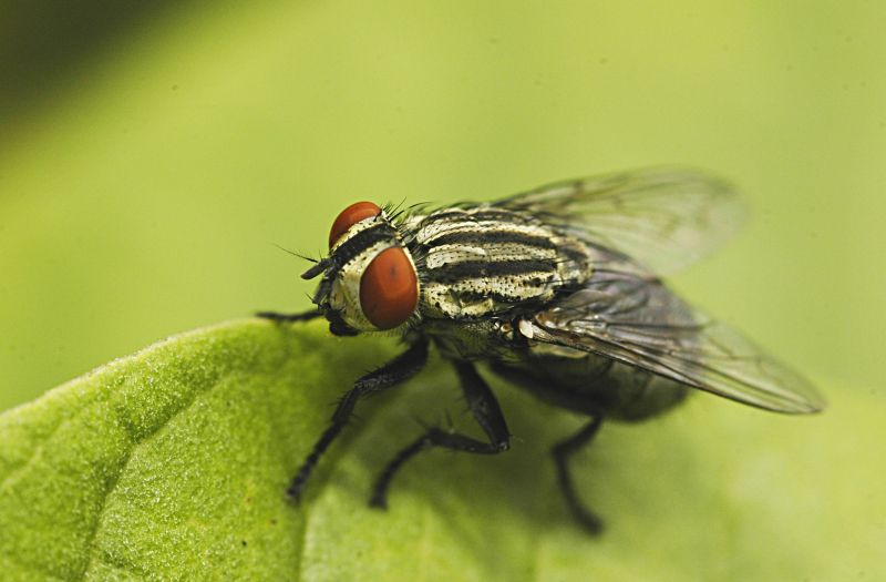 Fly Extermination in Katy, TX