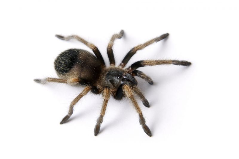 Trapdoor Spider Removal in Denton, TX