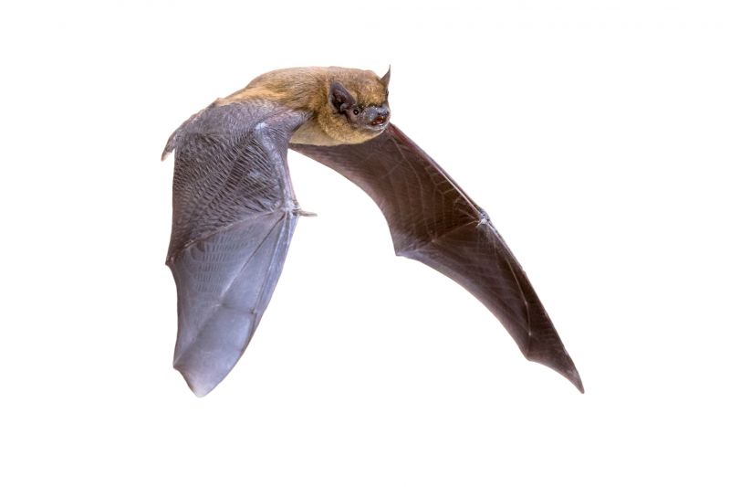 Why Commercial Bird And Bat Control Requires Professional Solutions