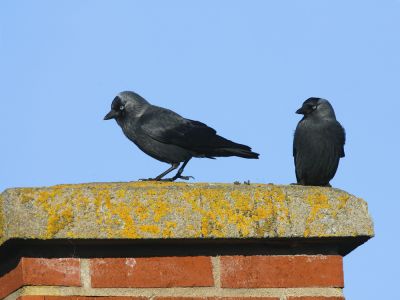 Prevent The Spread of Mold and Disease